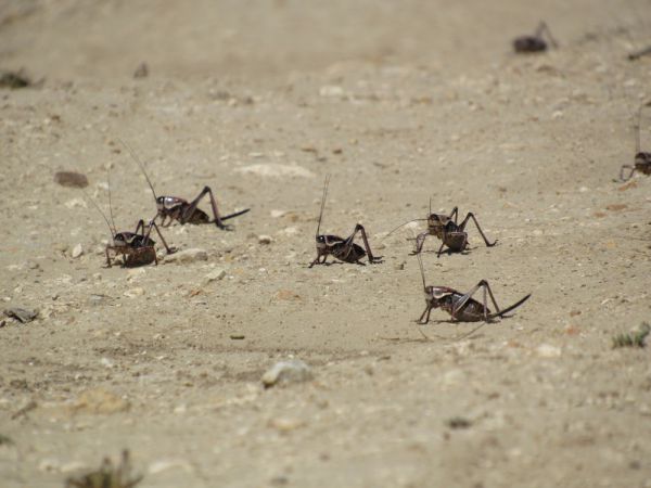 מכת ארבה: עשרות אלפי חגבים תקפו את נוואדה