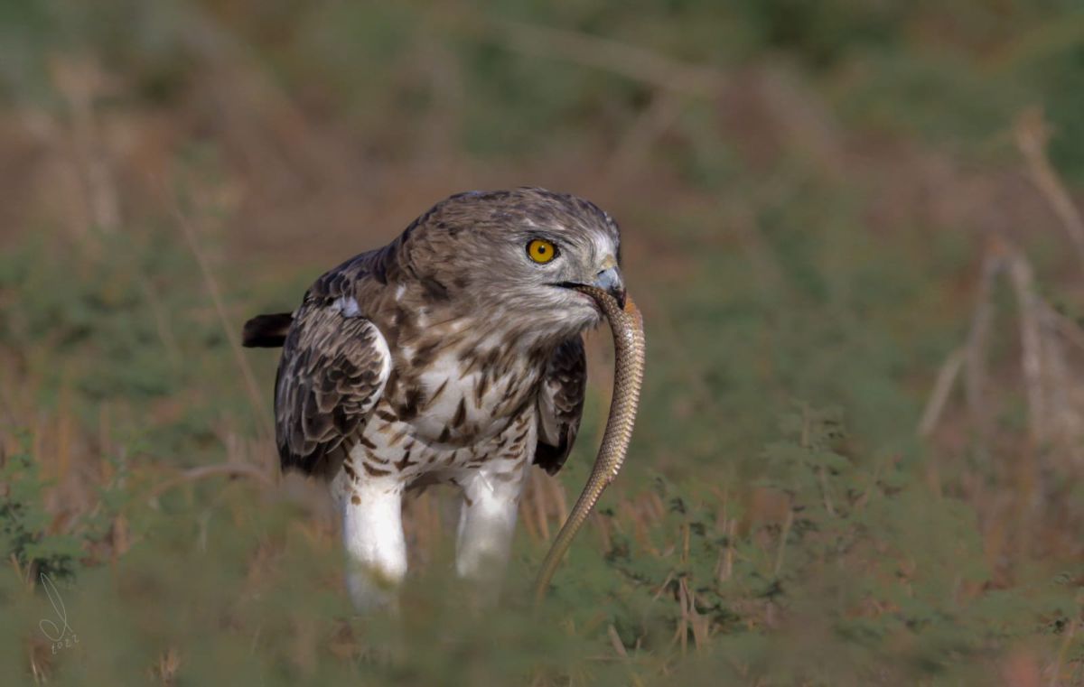 תיעוד מרהיב: חיוואי טורף נחש בשדות עמק יזרעאל