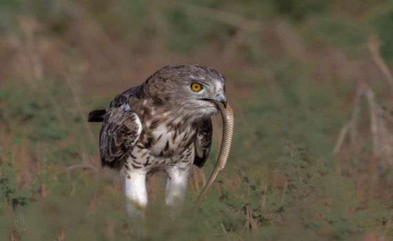 תיעוד מרהיב: חיוואי טורף נחש בשדות עמק יזרעאל