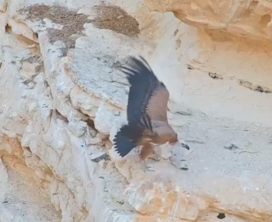 עוף גוזל: לאחר 194 יום של טיפול הנשר פרש כנפיים