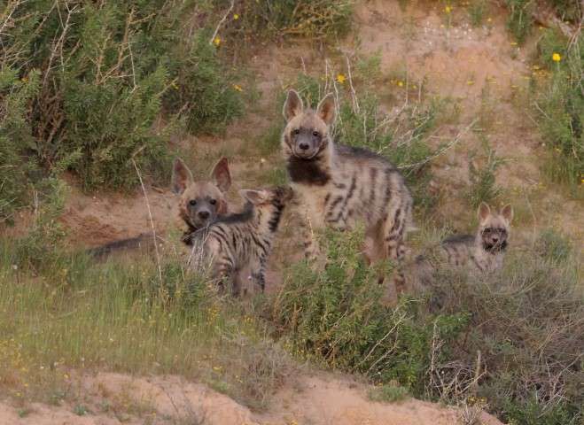 הצבוע המפוספס מציג: בייביסיטר על ארבע