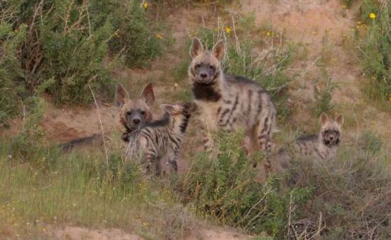 הצבוע המפוספס מציג: בייביסיטר על ארבע