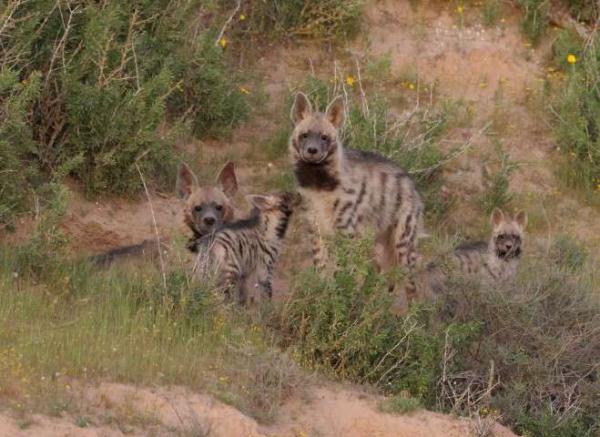 הצבוע המפוספס מציג: בייביסיטר על ארבע