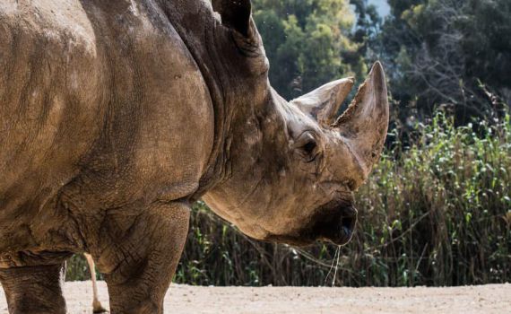 היה שלום: מת הקרנף הוותיק בגן החיות התנ"כי