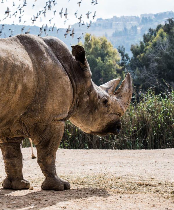 היה שלום: מת הקרנף הוותיק בגן החיות התנ"כי