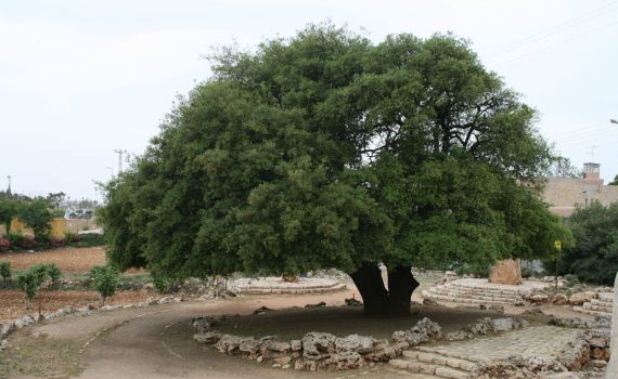 היום בהיסטוריה: האלון כבר לא בודד