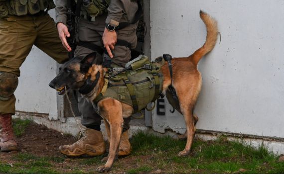 תיעוד מג'נין: כלבי עוקץ בפעילות לצד הלוחמים. צפו