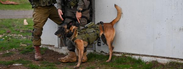 תיעוד מג'נין: כלבי עוקץ בפעילות לצד הלוחמים. צפו