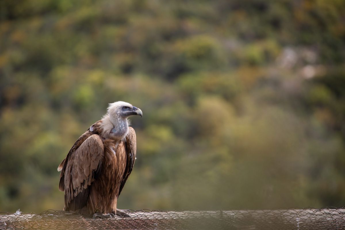 בשורות מעודדות: עלייה במספר הנשרים בישראל