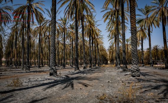 נעצר חשוד יהודי ברצח הגבר בבקעת הירדן