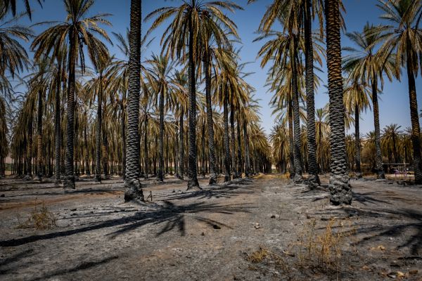 עומר אלפיריון הוא הנאשם ברצח בבקעת הירדן