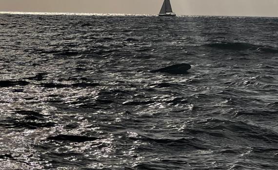 תיעוד נדיר: להקת דולפינים נצפתה מול חופי הרצליה