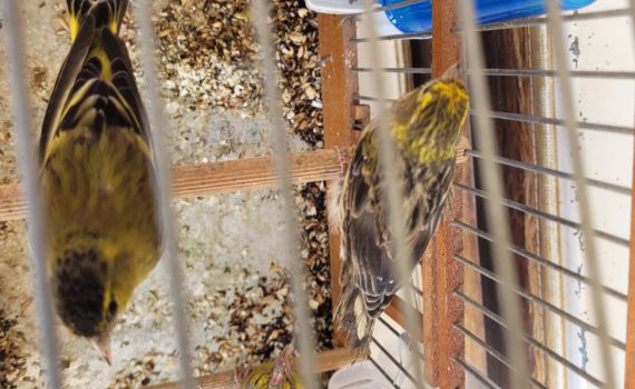 בזכות ערנות הפקח: ציפורים שהוחזקו בשבי שוחררו