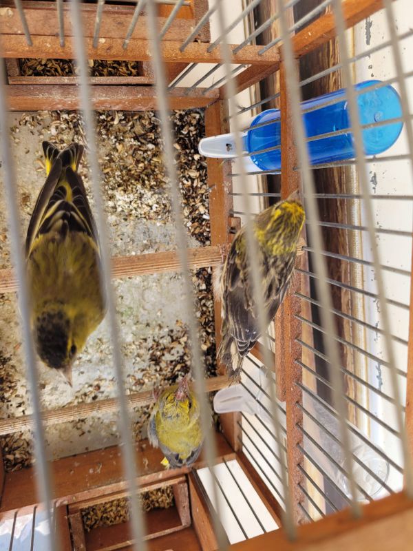 בזכות ערנות הפקח: ציפורים שהוחזקו בשבי שוחררו