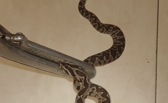 סיוטו של כל הורה: בן ה-7 צעק מכאב