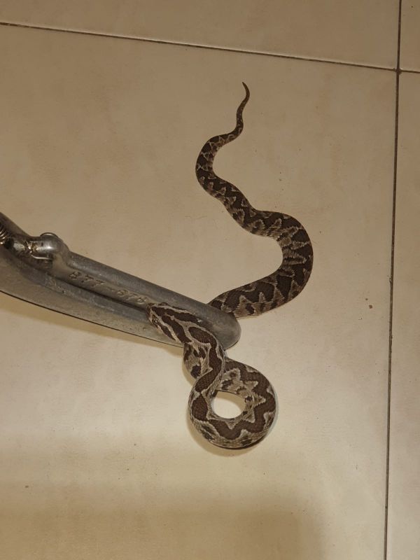 סיוטו של כל הורה: בן ה-7 צעק מכאב