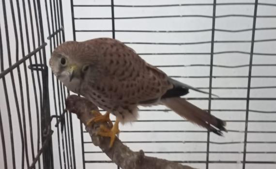 ההפתעה שציפתה לבלשי המשטרה בדירת סמים בר"ג