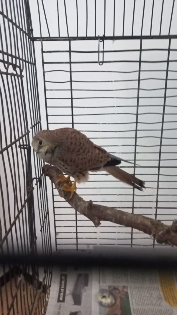 ההפתעה שציפתה לבלשי המשטרה בדירת סמים בר"ג