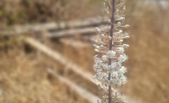 מתקרבים לסתיו? בשיא החום החצב החל לפרוח