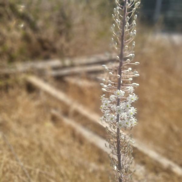 מתקרבים לסתיו? בשיא החום החצב החל לפרוח
