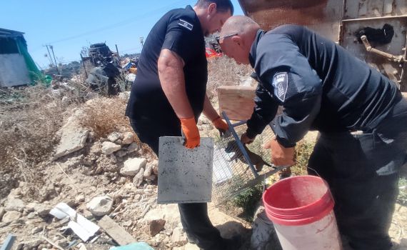 'הוחזקו בתנאים קשים': התעללו בגורי כלבים ונתפסו