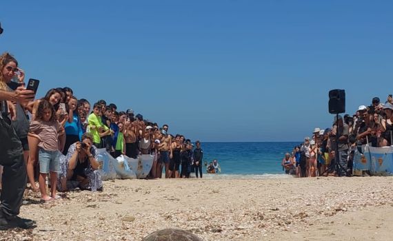 "זכריה" צב ים שב לטבע במבצע הצלה