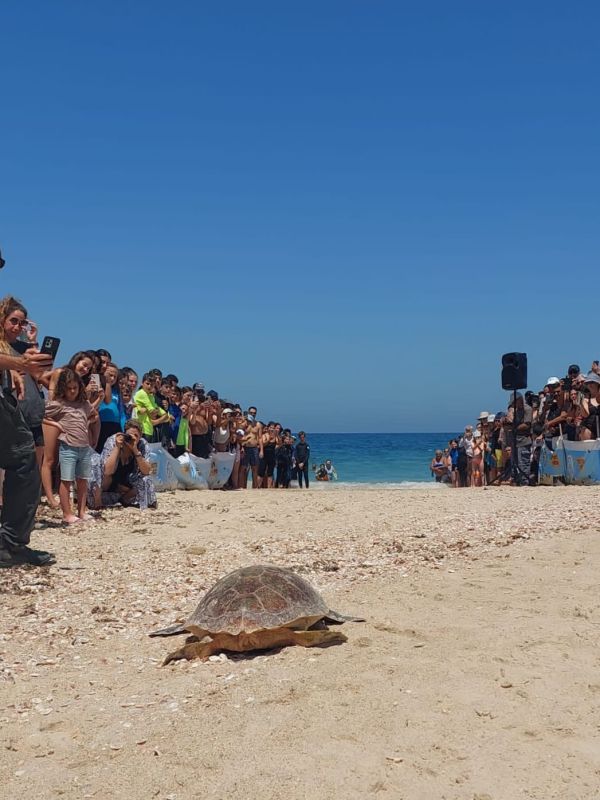 "זכריה" צב ים שב לטבע במבצע הצלה