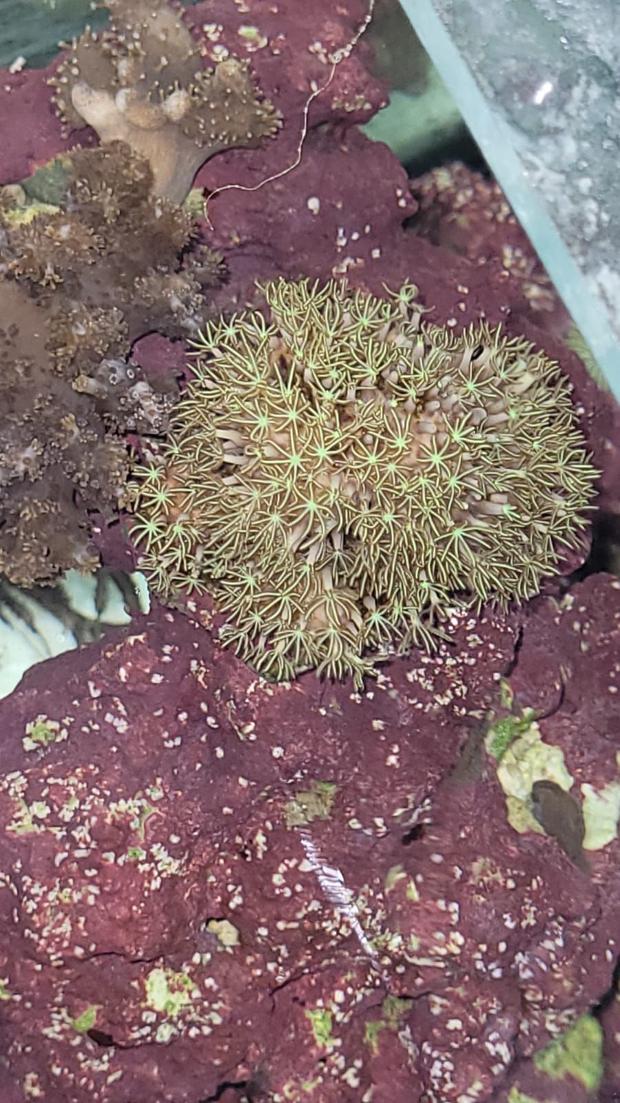 חשד: החזיק בביתו אוצרות טבע מוגנים ונעצר