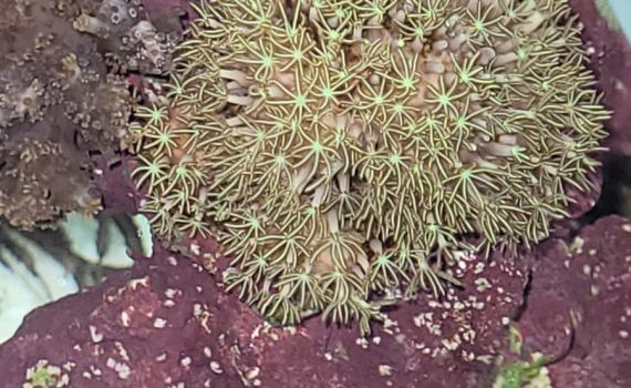 חשד: החזיק בביתו אוצרות טבע מוגנים ונעצר