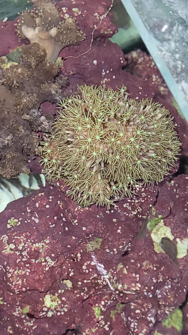 חשד: החזיק בביתו אוצרות טבע מוגנים ונעצר