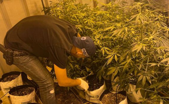פשיטת ענק על חממה לגידולי מריחואנה בדרום