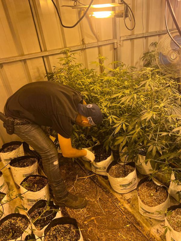 פשיטת ענק על חממה לגידולי מריחואנה בדרום