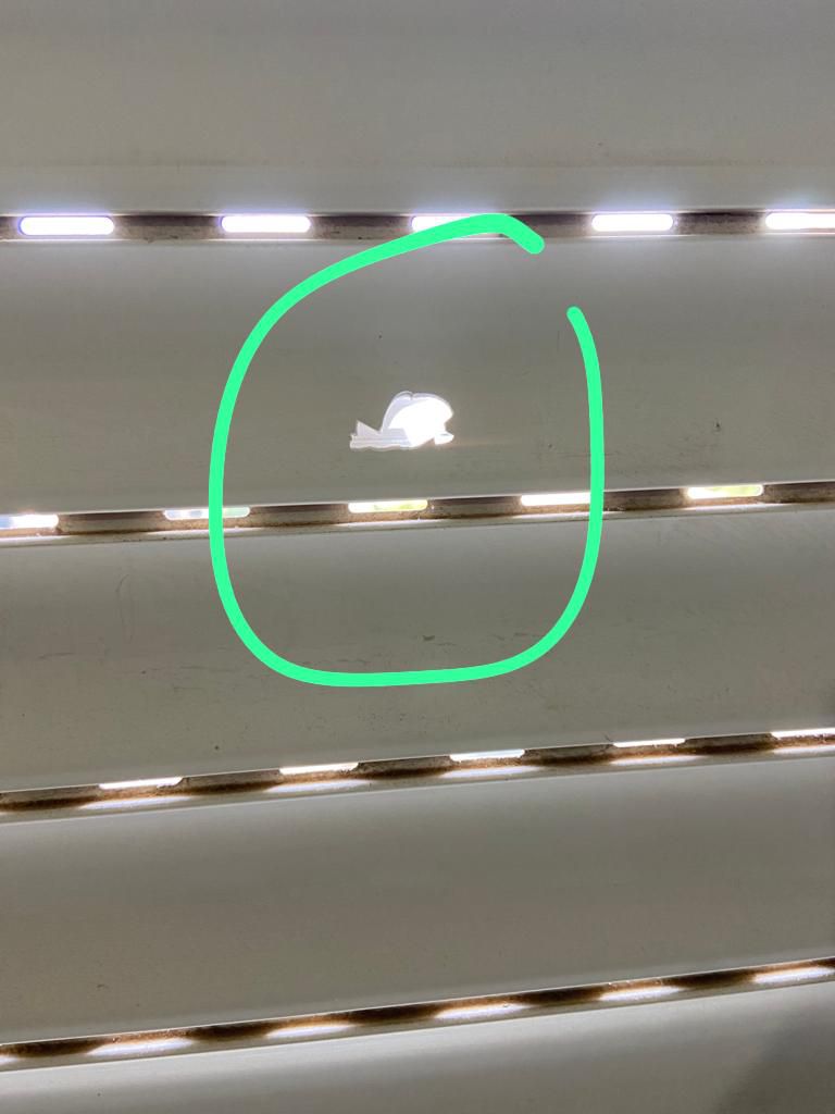 כמעט אסון: קליע חדר לחדר השינה בפסגת זאב