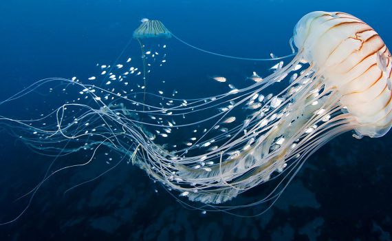 האם מחכה לנו 'קיץ נטול מדוזות'? מחקר חדש ומפתיע