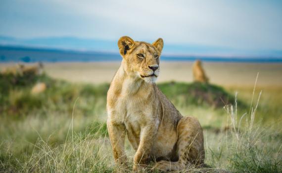 לביאה נצפתה בברלין, התושבים הסתגרו בבתיהם
