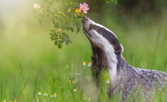 אזהרה: גירית נגועה בכלבת נמצאה בבריכת שחייה