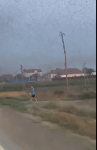 מכה ברוסיה: נחיל ארבה שטף את אסטרחן | צפו