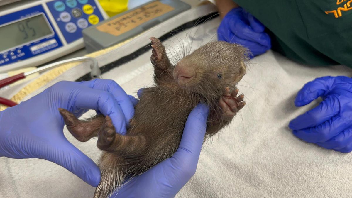 יצאנו לרקוד: דורבנית נתפסה בגדר הכנסת