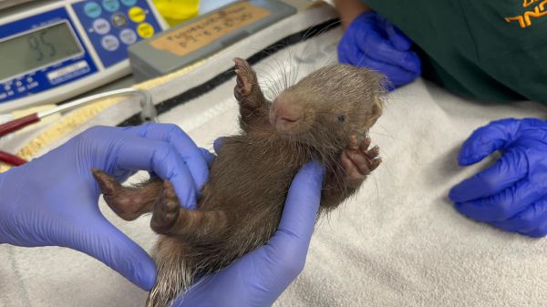 יצאנו לרקוד: דורבנית נתפסה בגדר הכנסת