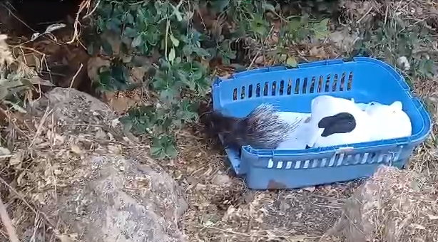 לחופש נולדה: הדורבנית מהכנסת שבה הביתה