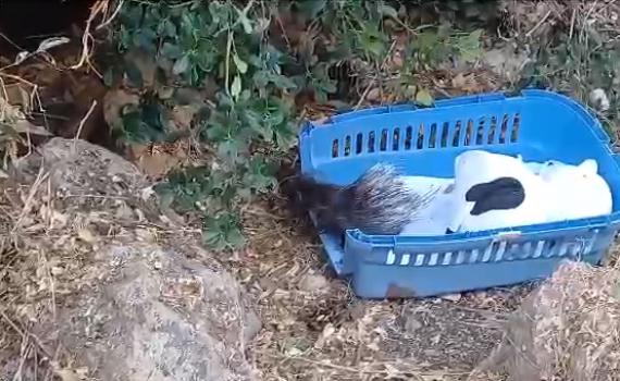 לחופש נולדה: הדורבנית מהכנסת שבה הביתה