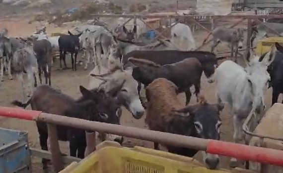 מחריד: השוטרים הגיעו לחוות התעללות בחיות