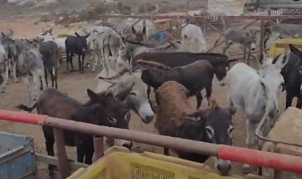 מחריד: השוטרים הגיעו לחוות התעללות בחיות