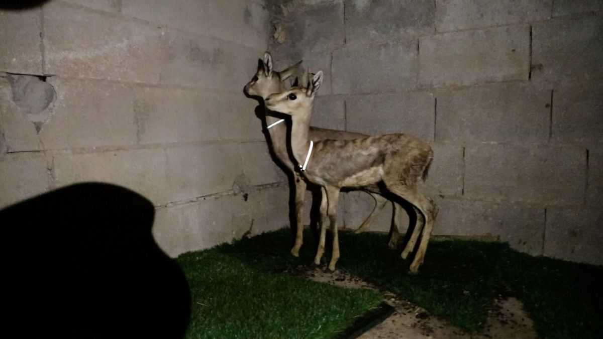 נעצר חשוד פלסטיני בצייד חיות בר באזור בנימין