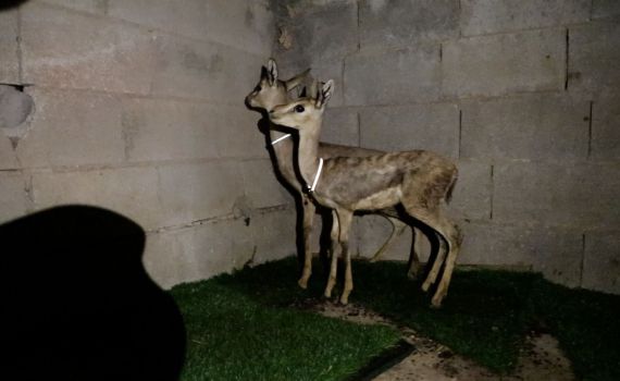 נעצר חשוד פלסטיני בצייד חיות בר באזור בנימין