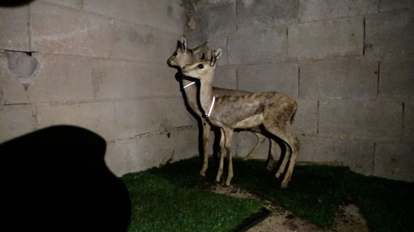 נעצר חשוד פלסטיני בצייד חיות בר באזור בנימין