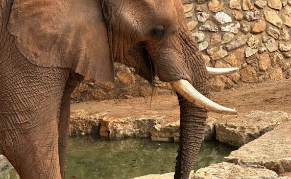 הפיל הצבר הראשון | מזל טוב ליוסי שחוגג יומולדת 49