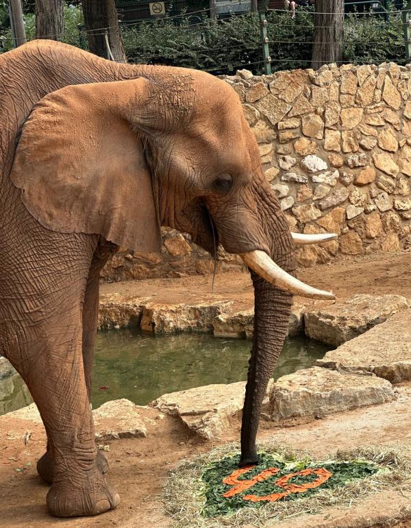 הפיל הצבר הראשון | מזל טוב ליוסי שחוגג יומולדת 49
