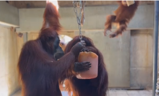 ללא רחמים: אם המשפחה שלא ויתרה על הקרטיב