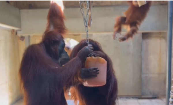 ללא רחמים: אם המשפחה שלא ויתרה על הקרטיב